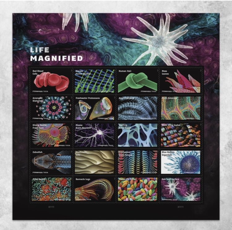 Life Magnified Forever Stamps